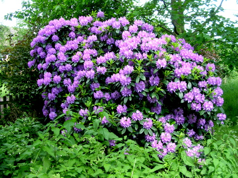 Rhododendron bush, Gildencroft Quaker Cemetery, Norwich