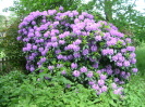 Rhododendron in Gildencroft Quaker Cemetery, St Augustine's, Norwich